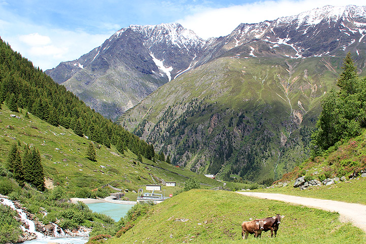 Taschachtal: lehmiä, puro ja pieni pato alppilaaksossa