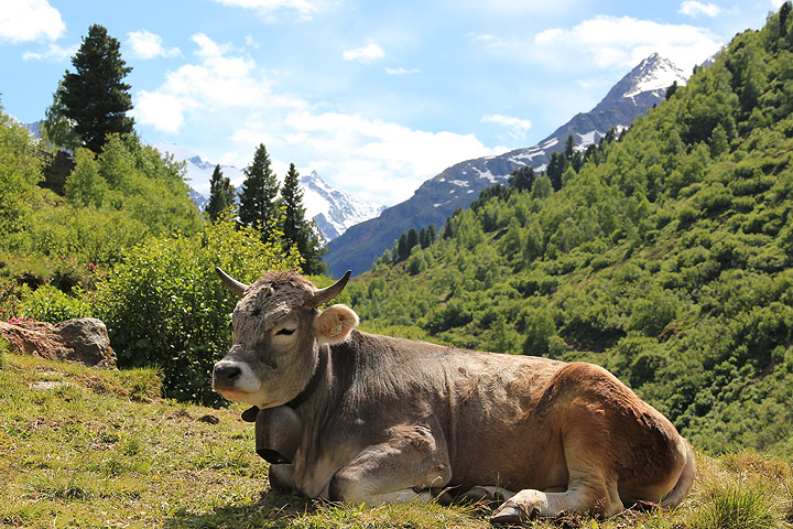 Lehmä torkkuu vuorimaisemassa