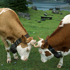 Kaksi lehmää sarvet vastakkain suuret kellot kaulassa